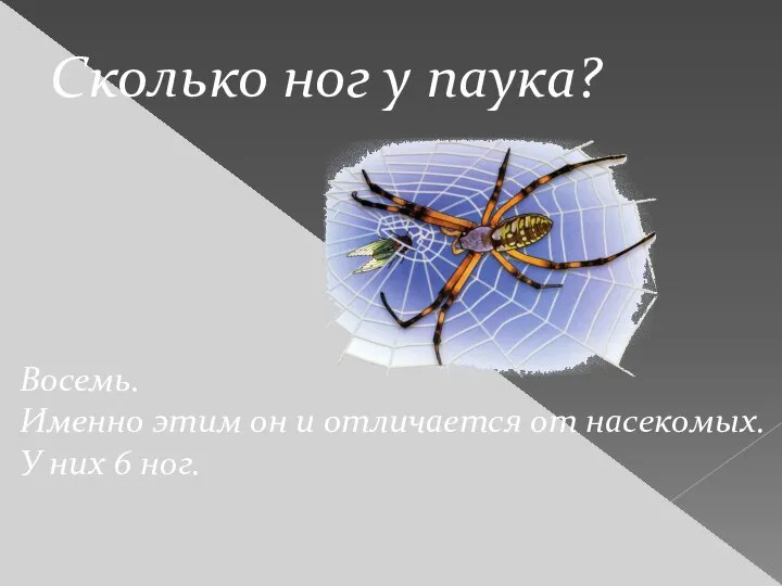 Сколько ног у паука? Восемь. Именно этим он и отличается от насекомых. У них 6 ног.