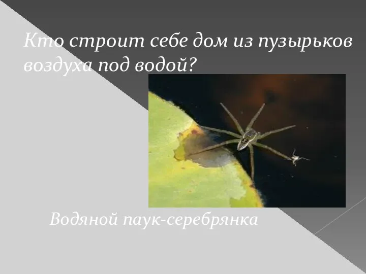 Кто строит себе дом из пузырьков воздуха под водой? Водяной паук-серебрянка