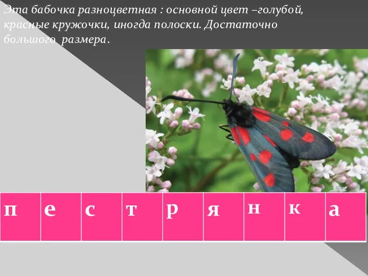 Эта бабочка разноцветная : основной цвет –голубой, красные кружочки, иногда полоски. Достаточно большого размера.