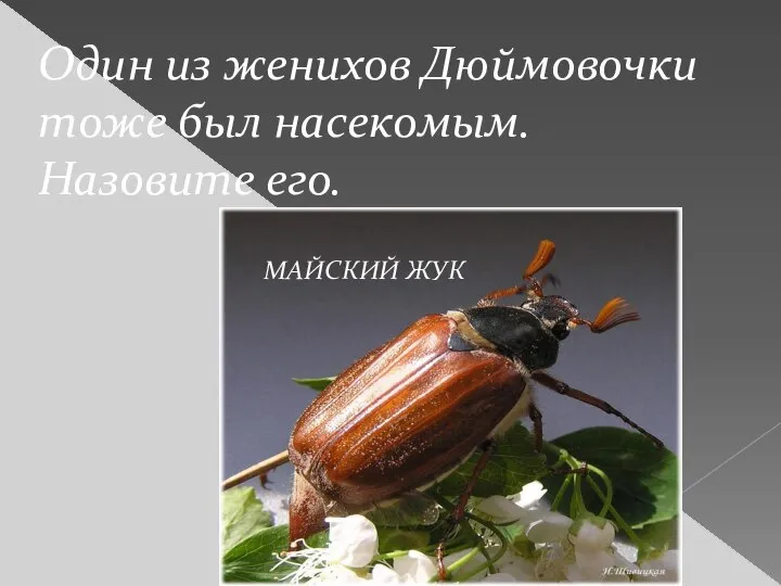 Один из женихов Дюймовочки тоже был насекомым. Назовите его. МАЙСКИЙ ЖУК