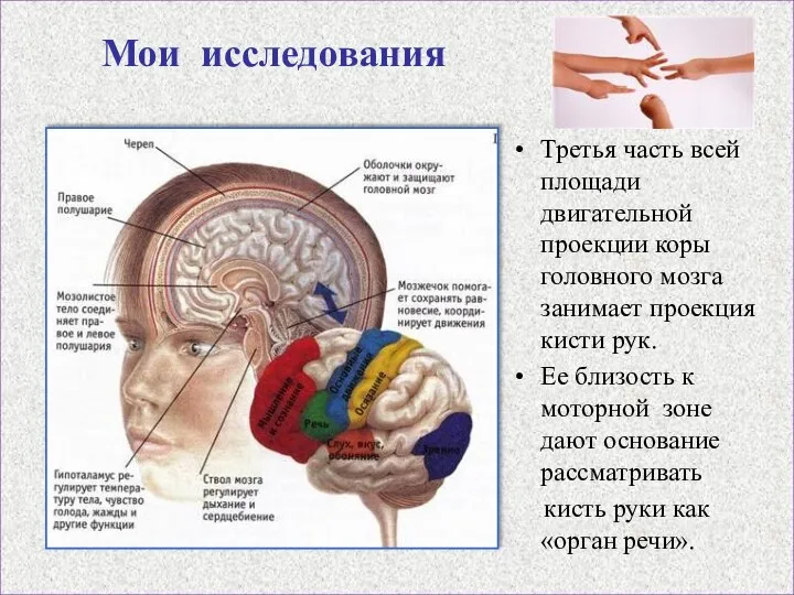 Мои исследования Третья часть всей площади двигательной проекции коры головного мозга