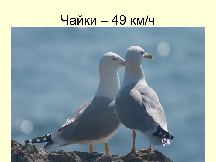 Чайки – 49 км/ч