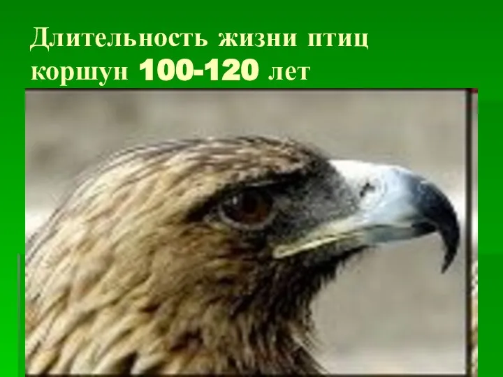 Длительность жизни птиц коршун 100-120 лет