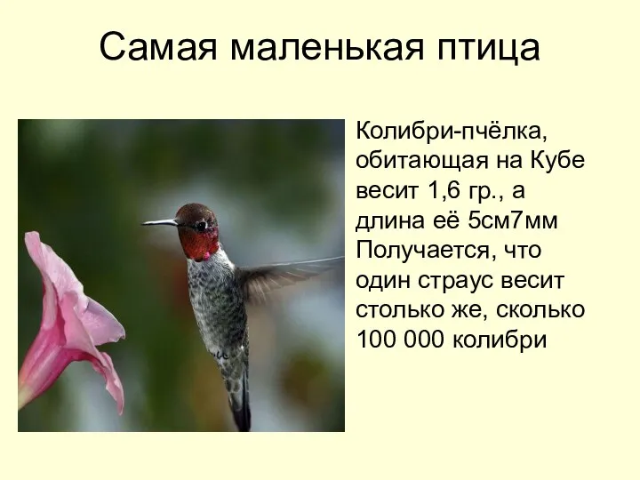 Самая маленькая птица Колибри-пчёлка, обитающая на Кубе весит 1,6 гр., а
