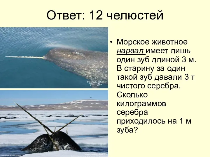 Ответ: 12 челюстей Морское животное нарвал имеет лишь один зуб длиной