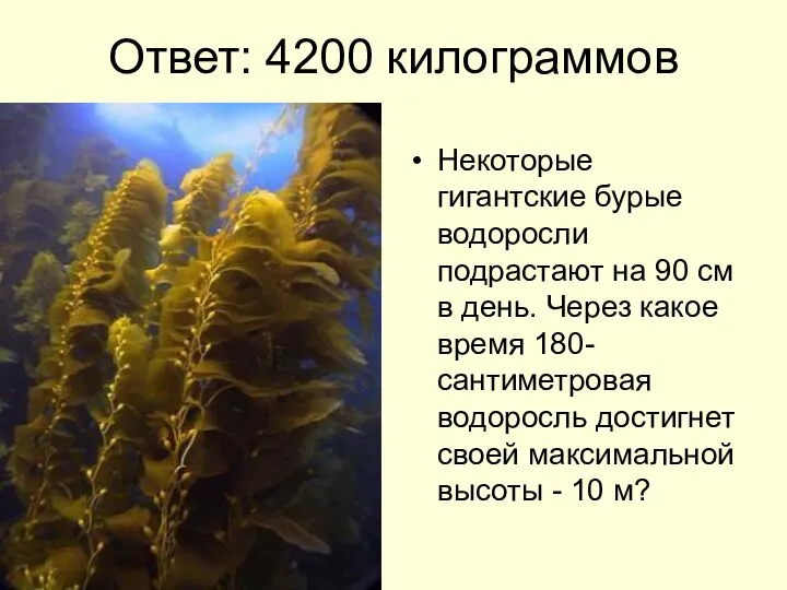 Ответ: 4200 килограммов Некоторые гигантские бурые водоросли подрастают на 90 см