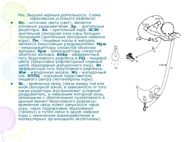 Рис. Высшая нервная деятельность. Схема образования условного рефлекса: Ис. - источник