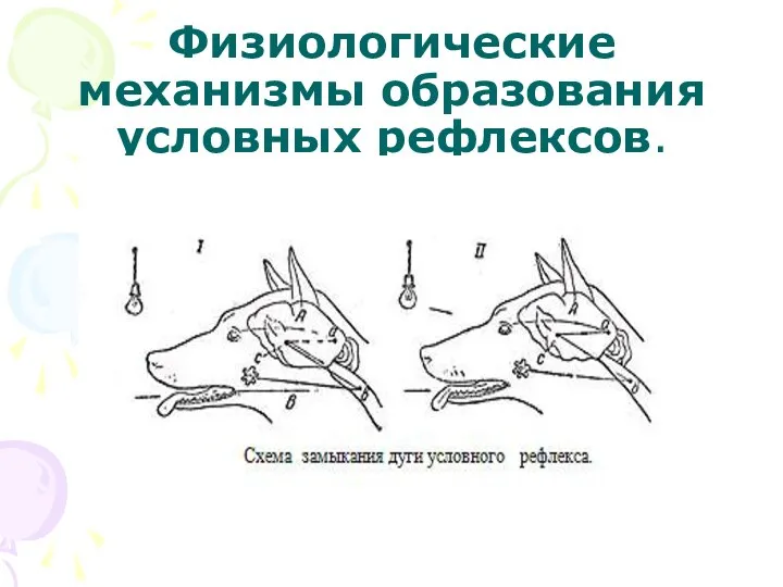 Физиологические механизмы образования условных рефлексов.