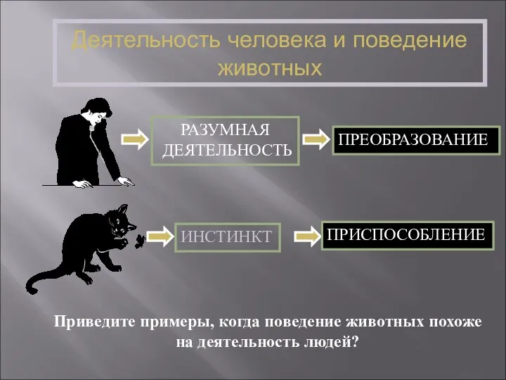 Деятельность человека и поведение животных Приведите примеры, когда поведение животных похоже на деятельность людей?