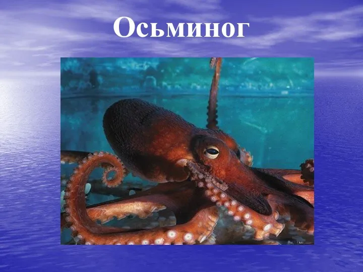 Осьминог