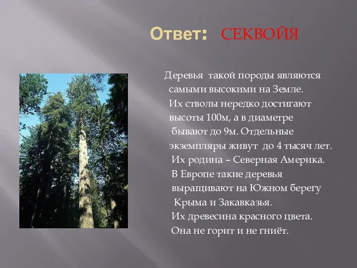 Ответ: Деревья такой породы являются самыми высокими на Земле. Их стволы