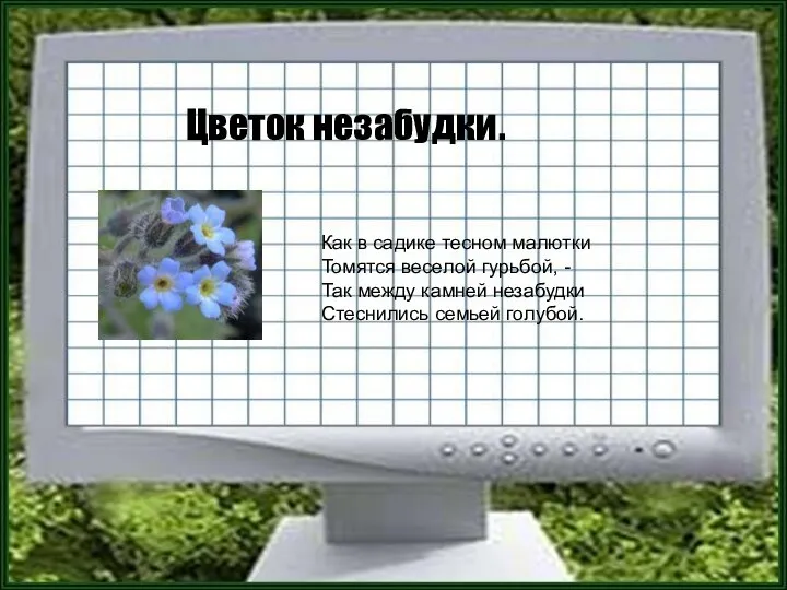 Цветок незабудки. Как в садике тесном малютки Томятся веселой гурьбой, -