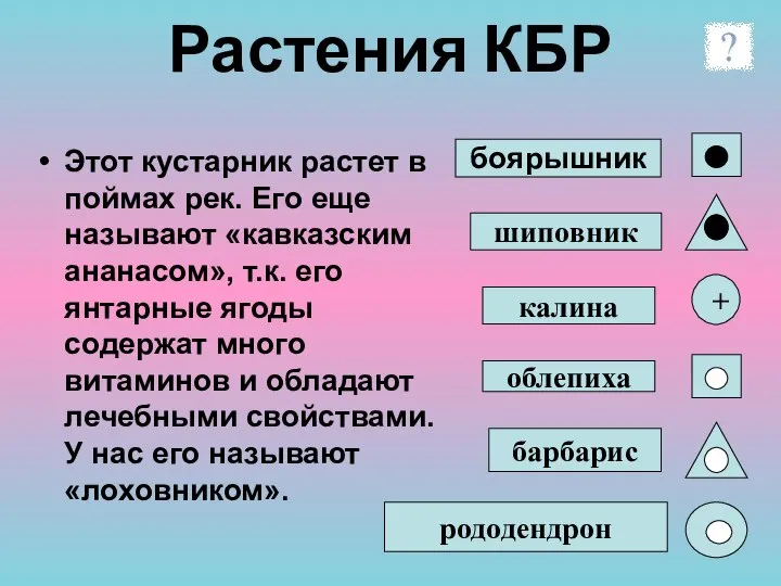 Растения КБР облепиха барбарис калина боярышник Этот кустарник растет в поймах