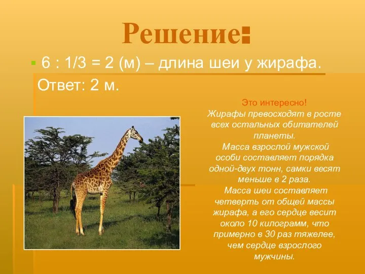 Решение: 6 : 1/3 = 2 (м) – длина шеи у