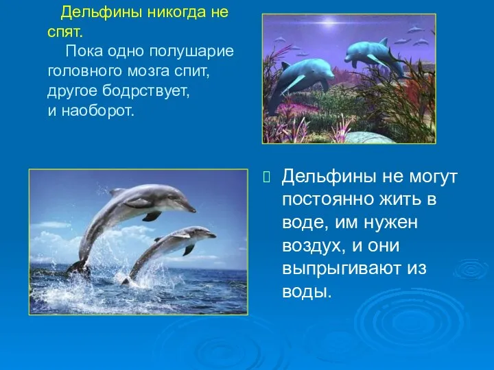 Дельфины никогда не спят. Пока одно полушарие головного мозга спит, другое