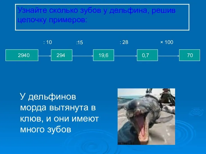 У дельфинов морда вытянута в клюв, и они имеют много зубов