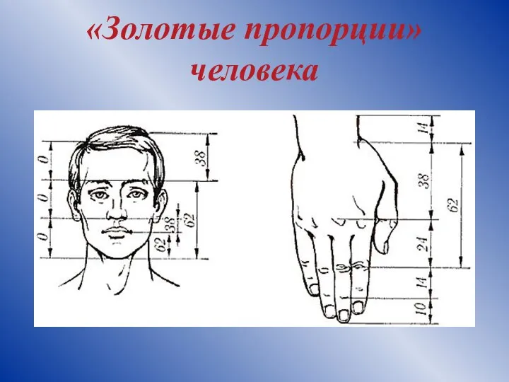 «Золотые пропорции» человека