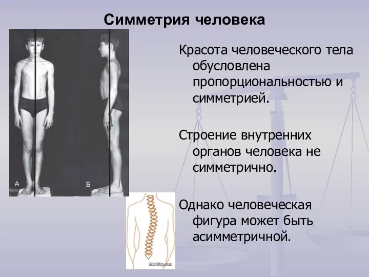 Симметрия человека Красота человеческого тела обусловлена пропорциональностью и симметрией. Строение внутренних