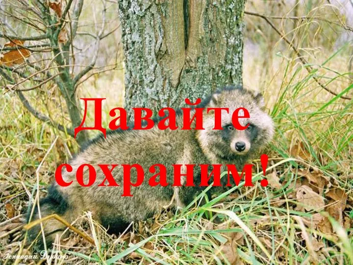 Давайте сохраним!