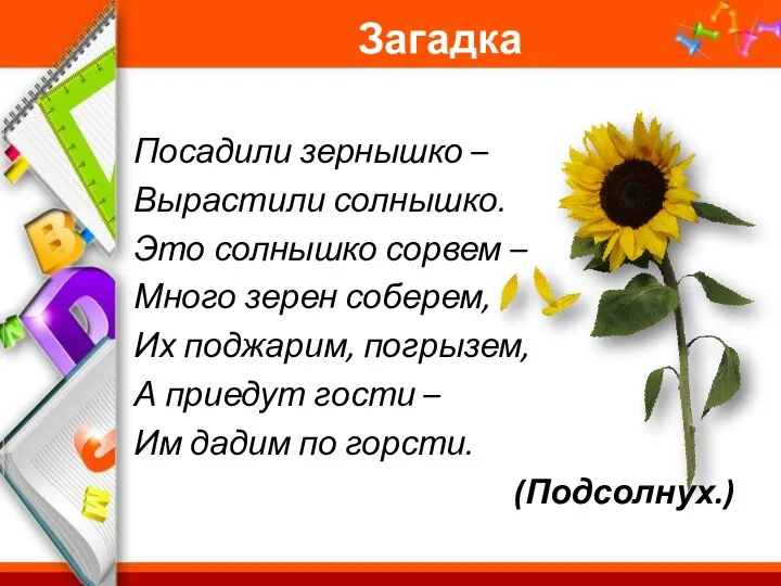 Загадка Посадили зернышко – Вырастили солнышко. Это солнышко сорвем – Много