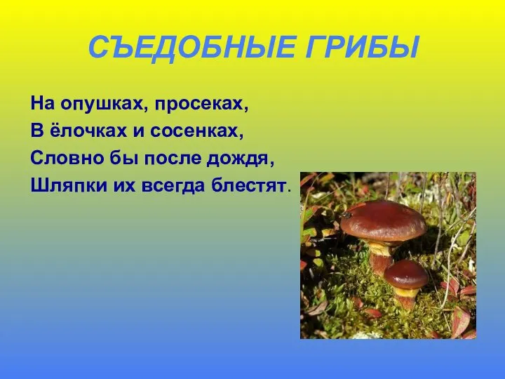 СЪЕДОБНЫЕ ГРИБЫ На опушках, просеках, В ёлочках и сосенках, Словно бы