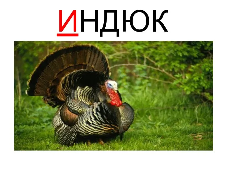 ИНДЮК