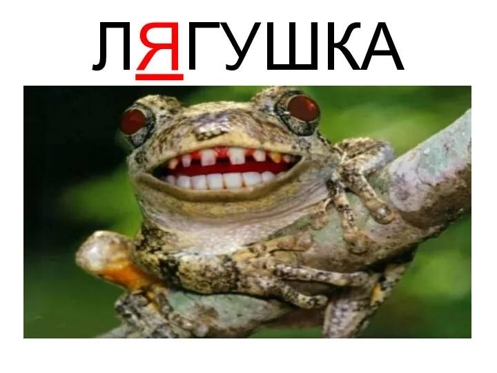 ЛЯГУШКА