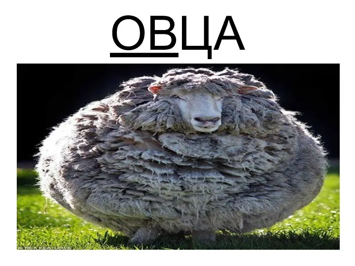 ОВЦА