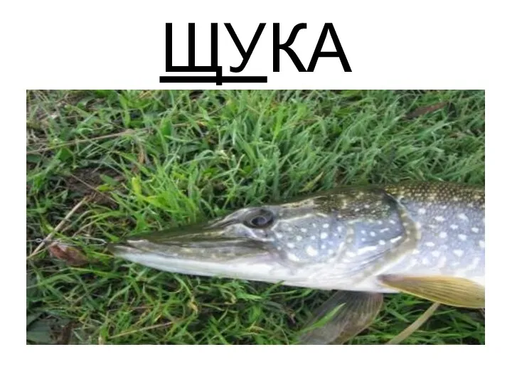 ЩУКА