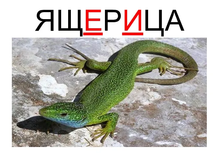 ЯЩЕРИЦА