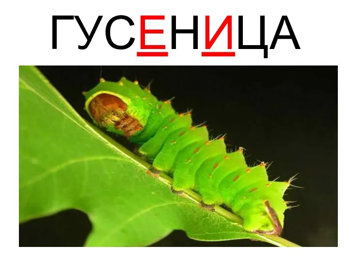 ГУСЕНИЦА