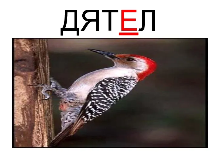 ДЯТЕЛ