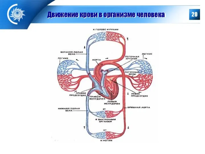 Движение крови в организме человека