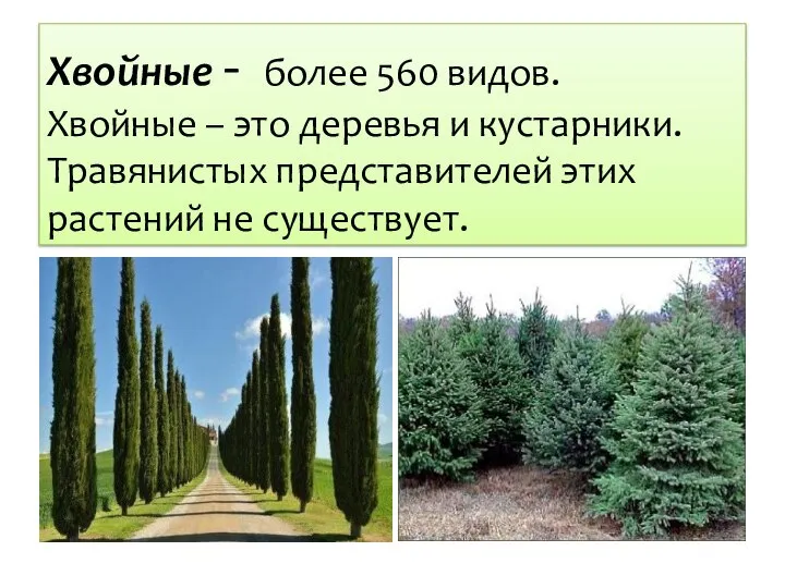 Хвойные - более 560 видов. Хвойные – это деревья и кустарники.