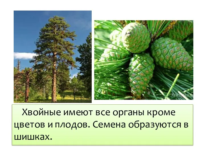 Хвойные имеют все органы кроме цветов и плодов. Семена образуются в шишках.