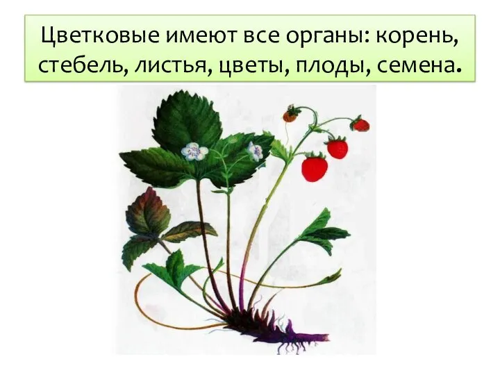 Цветковые имеют все органы: корень, стебель, листья, цветы, плоды, семена.