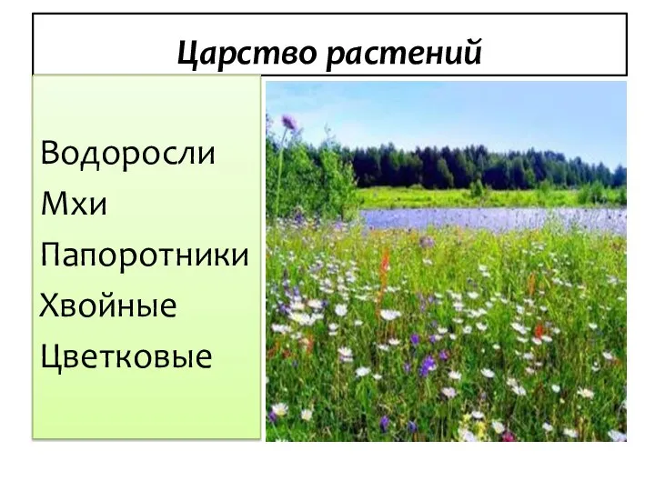 Царство растений Водоросли Мхи Папоротники Хвойные Цветковые