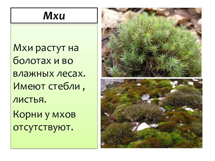 Мхи Мхи растут на болотах и во влажных лесах. Имеют стебли