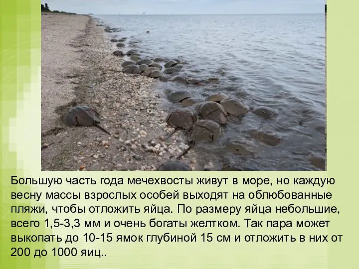 Большую часть года мечехвосты живут в море, но каждую весну массы