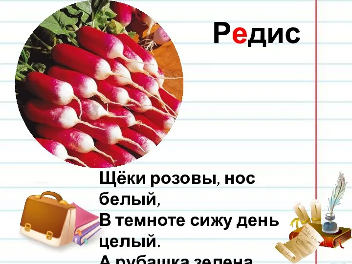 Редис Щёки розовы, нос белый, В темноте сижу день целый. А