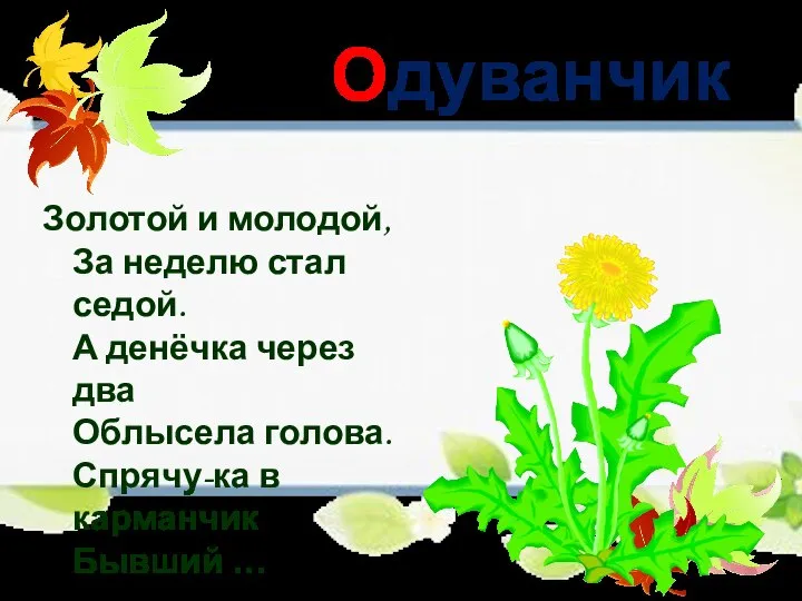 Одуванчик Золотой и молодой, За неделю стал седой. А денёчка через