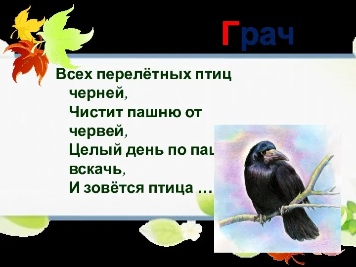 Грач Всех перелётных птиц черней, Чистит пашню от червей, Целый день