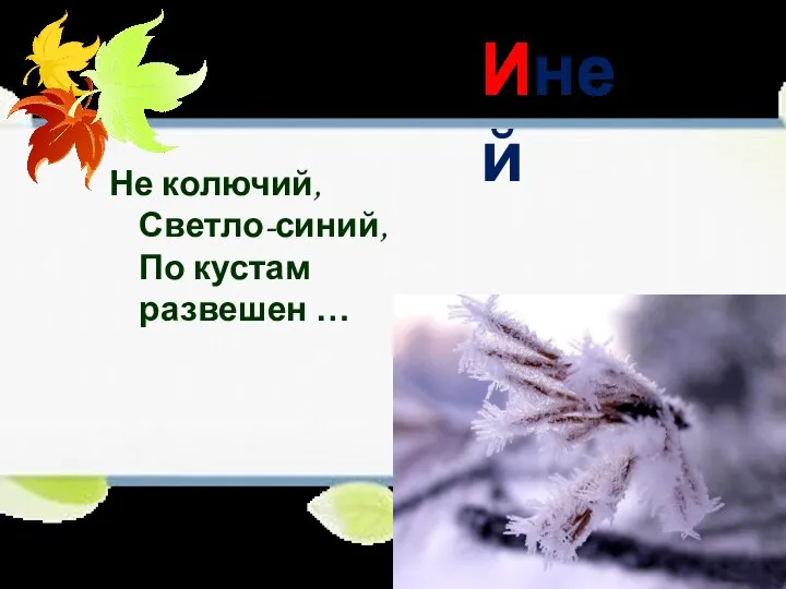 Не колючий, Светло-синий, По кустам развешен … Иней