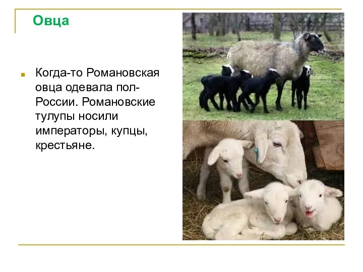 Овца Когда-то Романовская овца одевала пол- России. Романовские тулупы носили императоры, купцы, крестьяне.