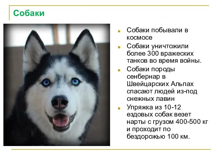 Собаки Собаки побывали в космосе Собаки уничтожили более 300 вражеских танков