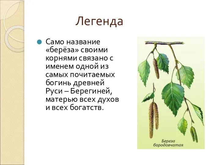 Легенда Само название «берёза» своими корнями связано с именем одной из