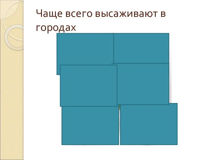 Чаще всего высаживают в городах