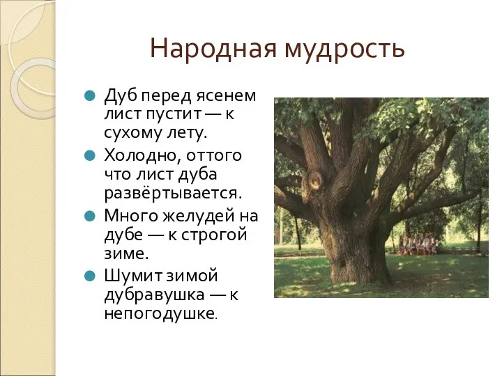 Народная мудрость Дуб перед ясенем лист пустит — к сухому лету.