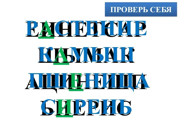 ПРОВЕРЬ СЕБЯ ЕИНЕТСАР ШЫМАК АЦИНЕШП ЬНЕРИС РАСТЕНИЕ КАМЫШ ПШЕНИЦА СИРЕНЬ