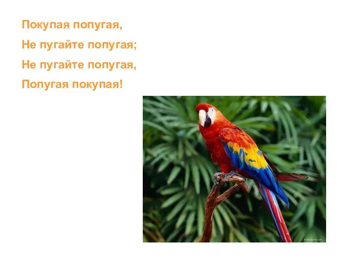 Покупая попугая, Не пугайте попугая; Не пугайте попугая, Попугая покупая!